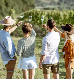 Kvalitetna buteljčna vina Brda