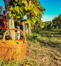 Kvalitetna buteljčna vina Goriška Brda, Slovenija