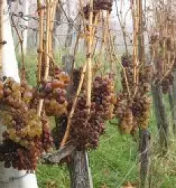 Kvalitetna buteljcna vina ptuj