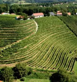 Kvalitetna buteljcna vina ptuj