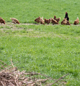 Kvalitetna domaca jajca ljubljana