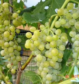 Kvalitetna oprema za vinograde stajerska