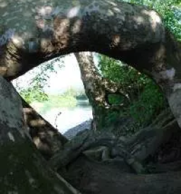 Kvalitetna psihoterapija goriska