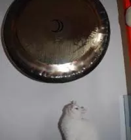 Kvalitetna psihoterapija goriska