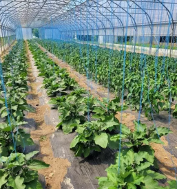 Kvalitetna zelenjava slovenija