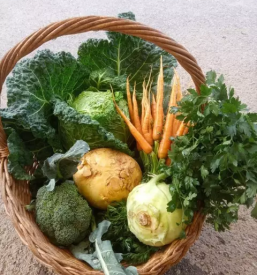 Kvalitetna zelenjava slovenija