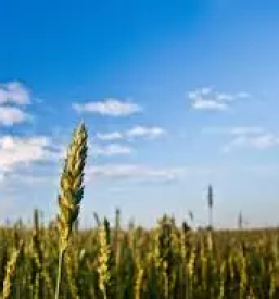 Kvalitetna krmila Štajerska