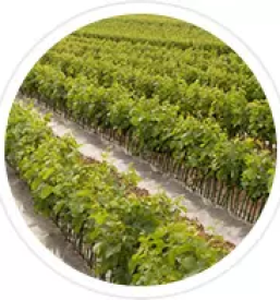 Quality vine plants Slovenia