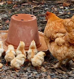 Kvalitetno meso domačih piščancev Gorenjska