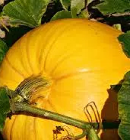 Kvalitetno domace bucno olje slovenija