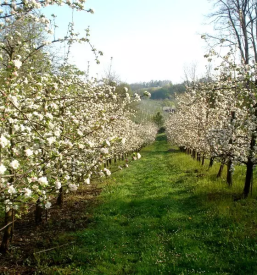 Kvalitetno sadje dolenjska