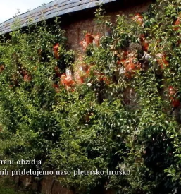 Kvalitetno sadje dolenjska