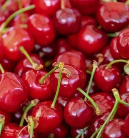 Kvalitetna zelenjava Ljubljana