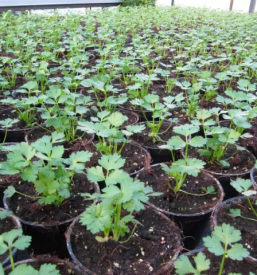 Lastna vzgoja zelenjavnih sadik gorenjska