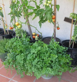 Lastna vzgoja zelenjavnih sadik gorenjska