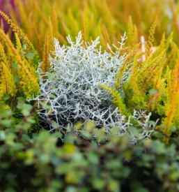 Lastna vzgoja zelenjavnih sadik osrednja slovenija