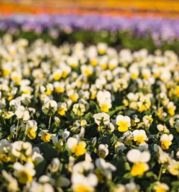 Lastna vzgoja zelenjavnih sadik osrednja slovenija