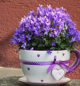 Poceni lončnice Ljubljana