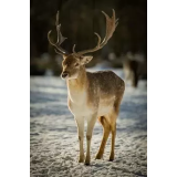 "DIANA"STORITVE KOMERCIALNEGA LOVA BOJAN VALENČIČ S.P.