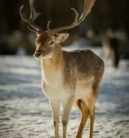 Lov na divjad v sloveniji