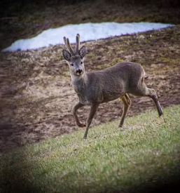 Lov na divjad v sloveniji