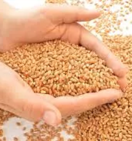 Ugodno luščenje pire Slovenija