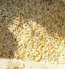 Kvalitetno luščenje pire Slovenija