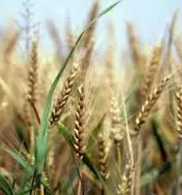 Moka iz mlina Primorska