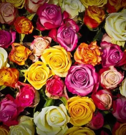 Najboljsa cvetlicarna koroska