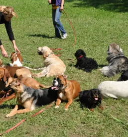 Najboljša pasja šola v Ljubljani