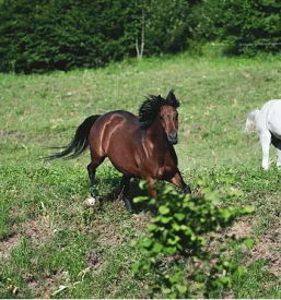 Priljubljene sobe v Bohinju