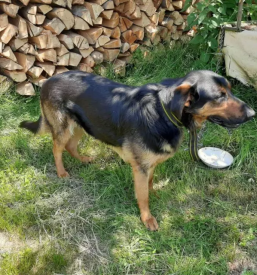 Cepljenje živali Notranjska