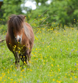 Najem brunarice v naravi stajerska