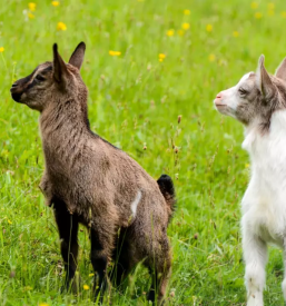 Najem brunarice v naravi stajerska