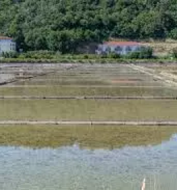 Najem udobnega apartmaja secovlje lucija