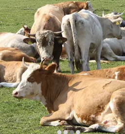 Prostor za praznovanja Mengeš