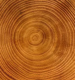 Obdelava lesa ljubljana