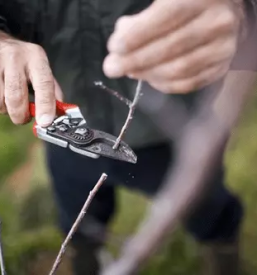 Obrezovanje dreves dolenjska