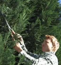 Obrezovanje dreves dolenjska