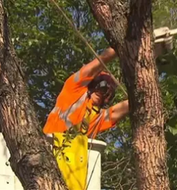 Obrezovanje dreves dolenjska