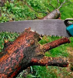 Obrezovanje dreves ljubljana