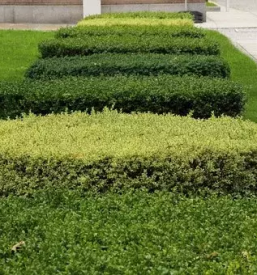 Obrezovanje dreves ljubljana