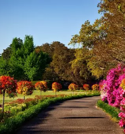 Obrezovanje dreves ljubljana