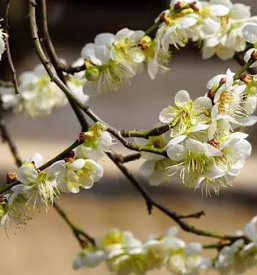 Obrezovanje dreves ljubljana