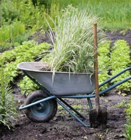 Obrezovanje dreves ljubljana