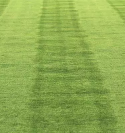 Obrezovanje dreves ljubljana