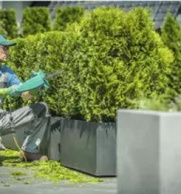 Obrezovanje dreves ljubljana