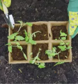 Obrezovanje dreves ljubljana