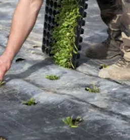 Obrezovanje dreves ljubljana