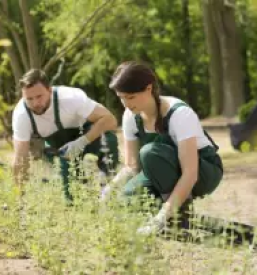 Obrezovanje dreves ljubljana